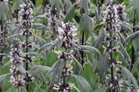 Attēlu rezultāti vaicājumam “Leonurus cardiaca leaf”