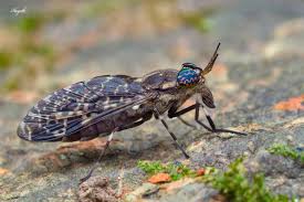 Attēlu rezultāti vaicājumam “Haematopota sp.”