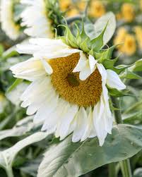 Image result for Sonnenblume