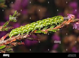 Attēlu rezultāti vaicājumam “Anarta myrtilli”