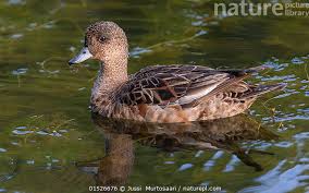 Attēlu rezultāti vaicājumam “Anas penelope”