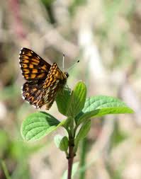 Attēlu rezultāti vaicājumam “Hamearis lucina underside”