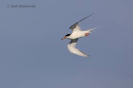 Image result for Sterna forsteri