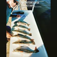 Image result for Pogonias cromis