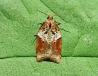 Attēlu rezultāti vaicājumam “Acleris laterana”