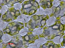 Attēlu rezultāti vaicājumam “Odontoschisma denudatum cells”