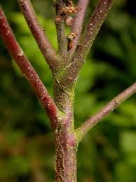 Attēlu rezultāti vaicājumam “Myrica gale fruit”