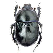 Attēlu rezultāti vaicājumam “Geotrupes stercorarius”