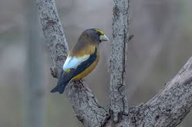 Image result for Hesperiphona vespertina