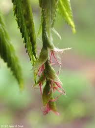 Attēlu rezultāti vaicājumam “Carpinus betulus female flower”