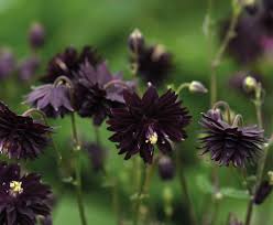Image result for Aquilegia vulgaris `Nora Barlow`