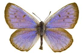 Attēlu rezultāti vaicājumam “Phengaris arion underside”