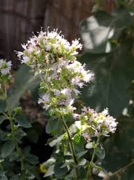 Attēlu rezultāti vaicājumam “Origanum majorana flower”