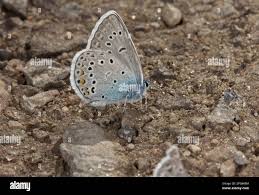Attēlu rezultāti vaicājumam “Agrodiaetus amandus”