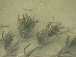 Attēlu rezultāti vaicājumam “Najas major”