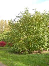 Attēlu rezultāti vaicājumam “Pterocarya fraxinifolia male flower”