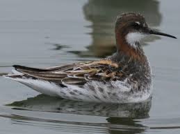 Attēlu rezultāti vaicājumam “Phalaropus lobatus”