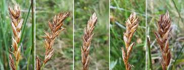 Attēlu rezultāti vaicājumam “Blysmus compressus”