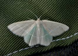 Attēlu rezultāti vaicājumam “Chlorissa viridata”