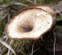 Attēlu rezultāti vaicājumam “Polyporus brumalis”