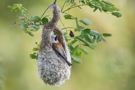 Attēlu rezultāti vaicājumam “Remiz pendulinus nest”