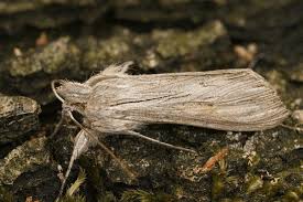 Attēlu rezultāti vaicājumam “Cucullia umbratica”