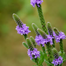 Image result for Verbena officinalis