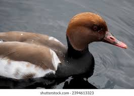 Image result for Netta rufina