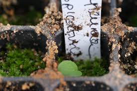 Attēlu rezultāti vaicājumam “Phyteuma spicatum bud”