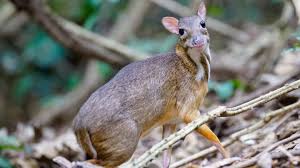 Картинки по запросу малый