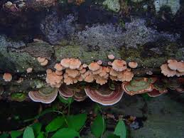 Attēlu rezultāti vaicājumam “Panellus stipticus”