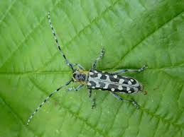 Attēlu rezultāti vaicājumam “Saperda scalaris”