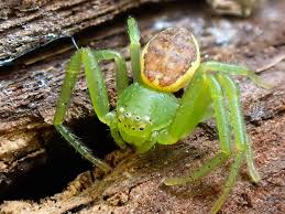 Attēlu rezultāti vaicājumam “Diaea dorsata female”