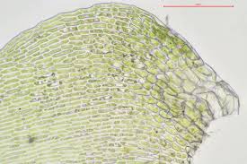 Attēlu rezultāti vaicājumam “Campylium protensum”