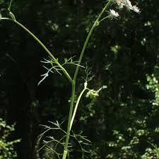 Attēlu rezultāti vaicājumam “Peucedanum palustre”