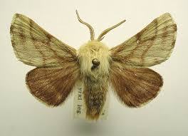 Attēlu rezultāti vaicājumam “Malacosoma castrensis male”