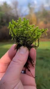 Attēlu rezultāti vaicājumam “Rhytidiadelphus”