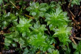 Attēlu rezultāti vaicājumam “Rhodobryum roseum”