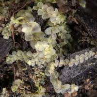 Attēlu rezultāti vaicājumam “Chiloscyphus pallescens”