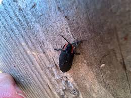 Attēlu rezultāti vaicājumam “Hylastes sp.”