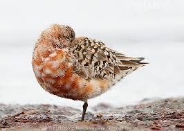 Image result for Calidris ferruginea
