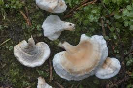 Attēlu rezultāti vaicājumam “Sistotrema confluens”