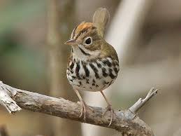 Image result for Seiurus aurocapilla