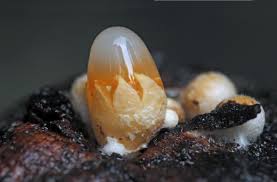 Attēlu rezultāti vaicājumam “Sphaerobolus stellatus”