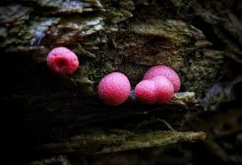 Attēlu rezultāti vaicājumam “Lycogala cf. oleocrystalliferum sessile”