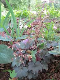 Image result for HEUCHERA americana 'Palace Purple Auslese'