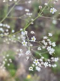 Attēlu rezultāti vaicājumam “Gypsophila paniculata flower”
