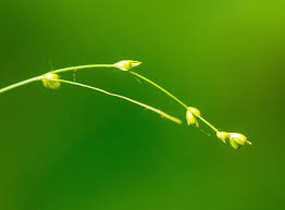 Attēlu rezultāti vaicājumam “Carex disperma”