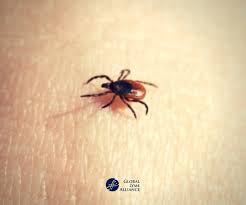 Attēlu rezultāti vaicājumam “Ixodes”