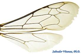 Attēlu rezultāti vaicājumam “Crabronidae”